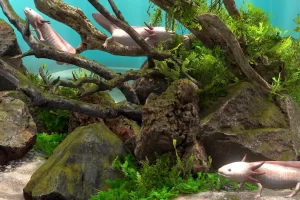 Behind Glass: Aquarium Simulator (2025) [Ru/Multi] Portable версия